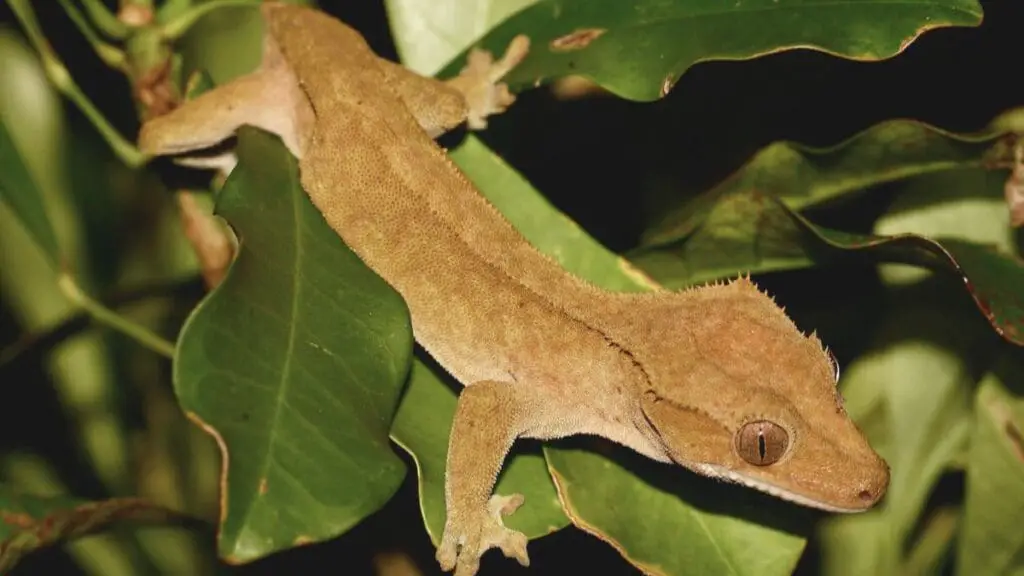 crested gecko pet care