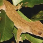 crested gecko pet care